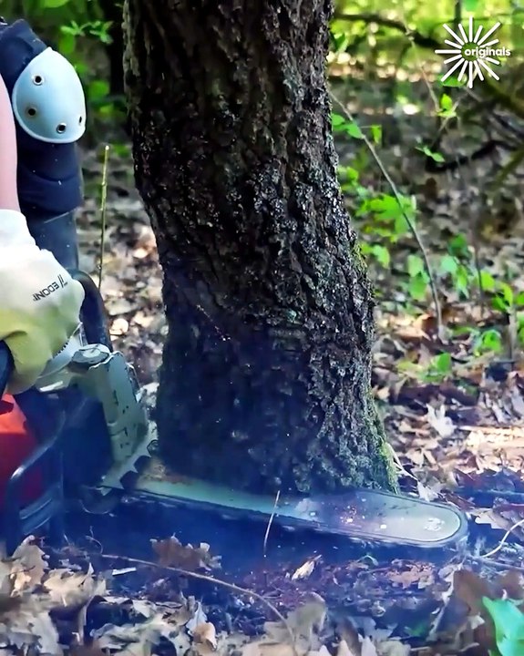 How to make a tree fall in the desired direction!