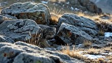 Pallas’s Cat : The fluffy wild cat built to survive harsh mountain landscapes