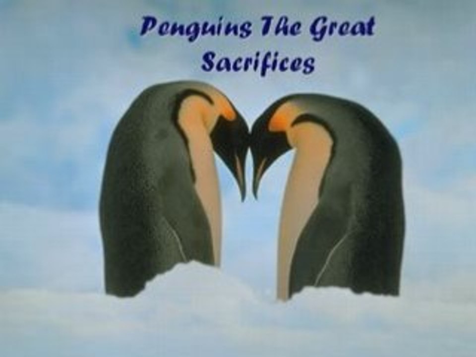 Penguins the sacrifice