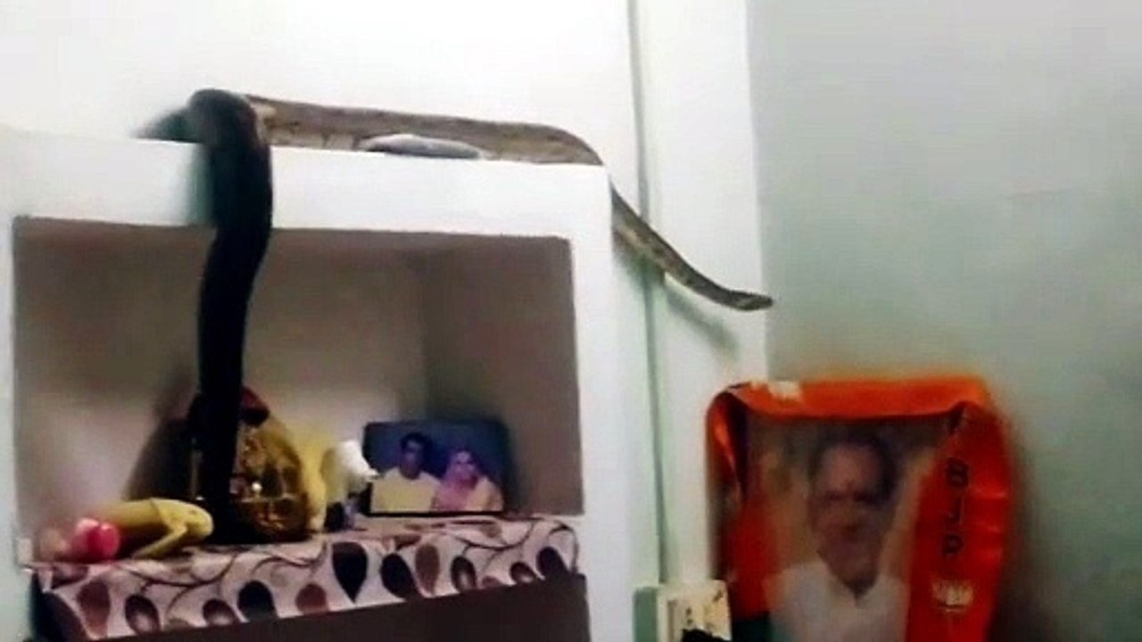 दतिया में रात 3 बजे बेडरूम में सोए थे सास-बहु, सामने दिखा 9 फीट लंबा अजगर