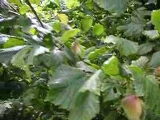 Le Verger Conservatoire de Locmaria à Plabennec