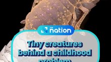 Tiny creatures behind a childhood problem