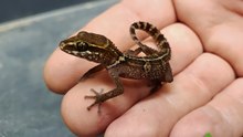 New Gecko Species Uncovered — Why Did It Take So Long to Confirm?