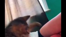 Annoying Sound 🙀😸😸😸