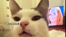 Best Rangking Funny Cats 🙀😍😍😍
