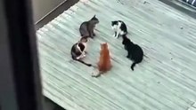 Secret Meeting 😸😸😸
