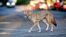 Which states have the most coyotes in America?