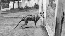 A closer look at the Tasmanian tiger revival effort