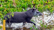 Inside the Sacred Pact of Indigenous Guardians to Save Colombia's Tapirs