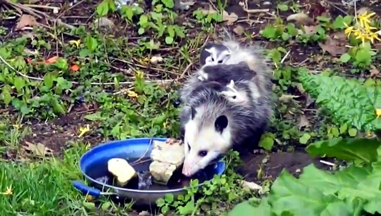 why possums are dangerous