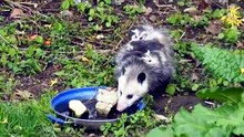 why possums are dangerous