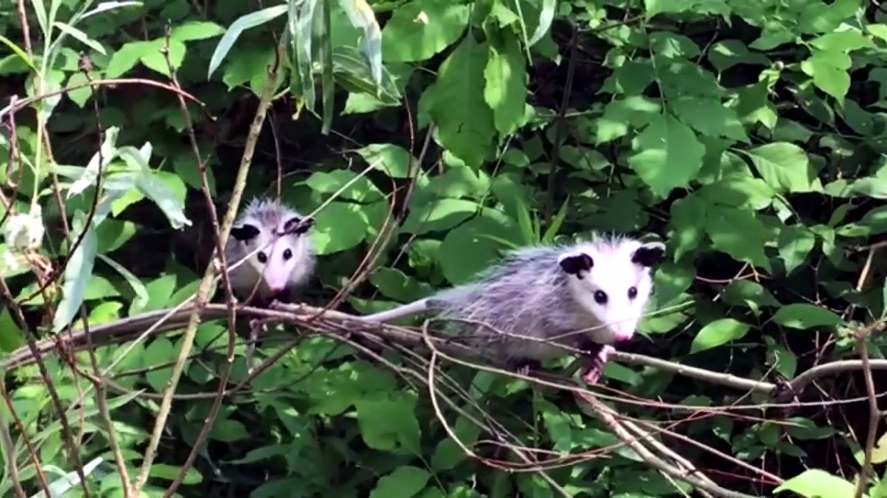 are possums dangerous to cats