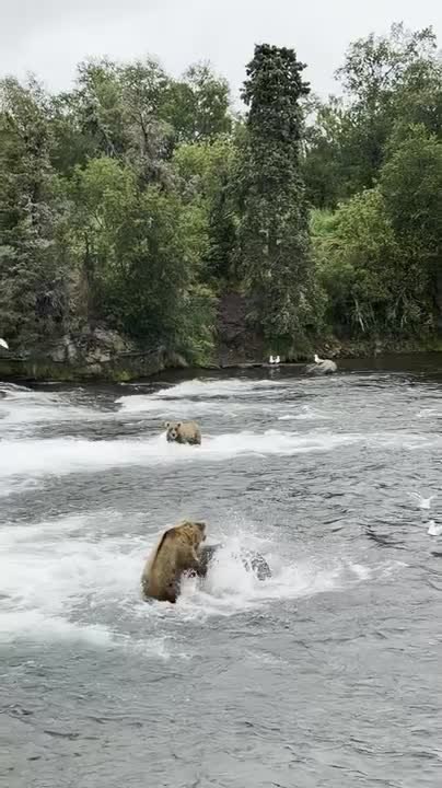 Two Brown Bears Fight in Middle of River