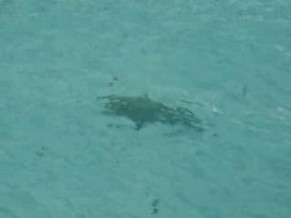 requin sur plage
