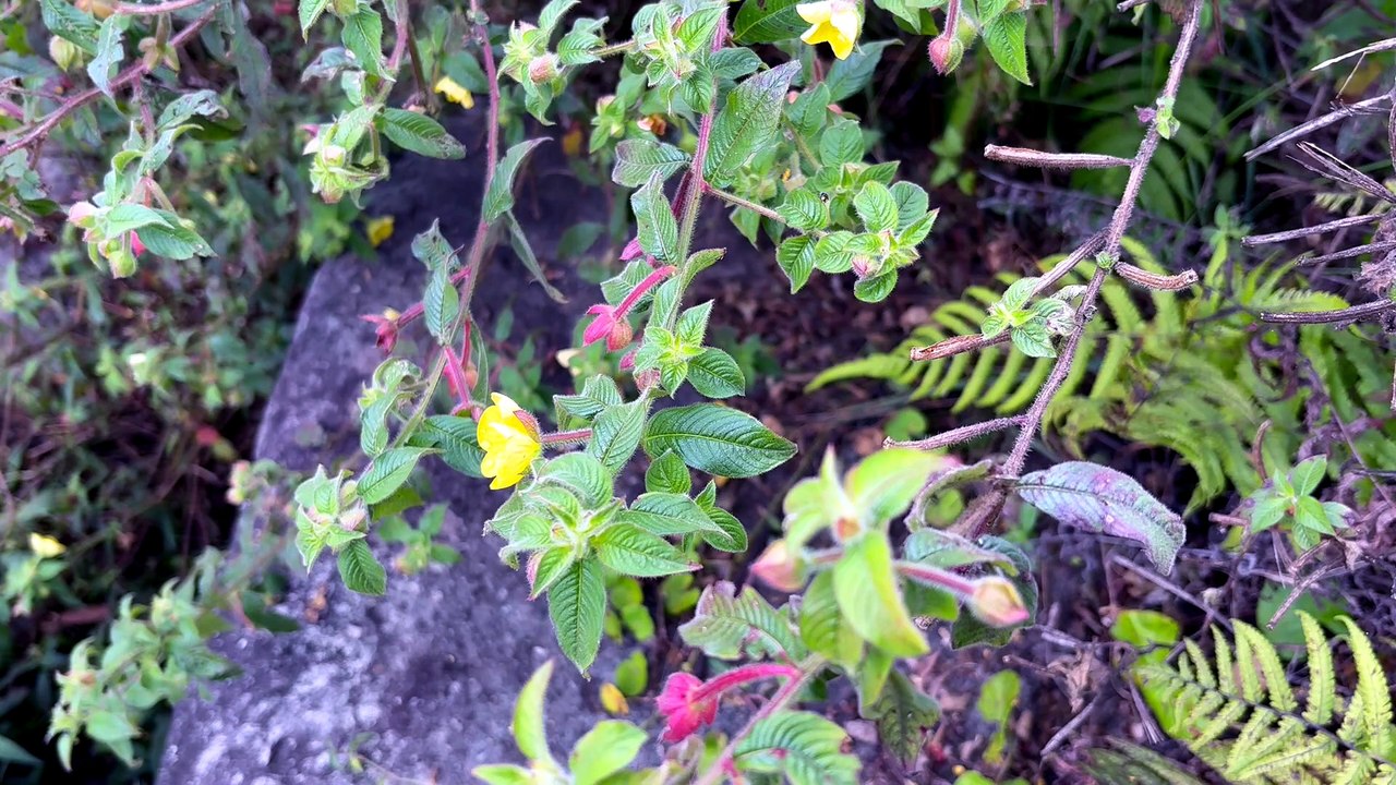 Primrose willow