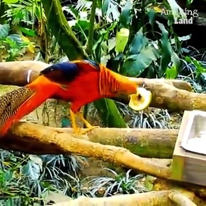 6346 - Un Regal de Couleurs