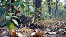 Rusty-Spotted Cat : The tiny wild feline with a fearless hunting spirit