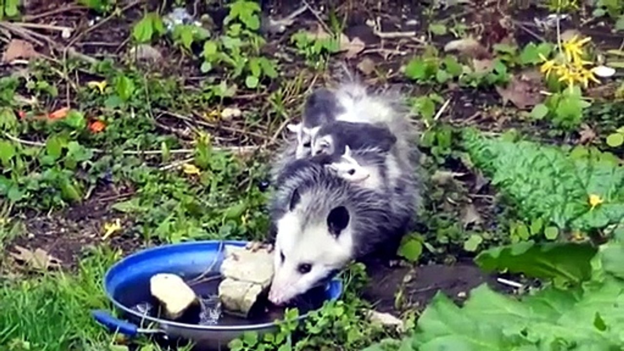 Are possums friendly