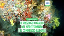Corallo rosso, dai fondali del Mediterraneo al mercato dei gioielli: il contrabbando nelle isole greche