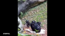 When Animals Forget They’re Supposed to Behave! 🤣 #FunnyPets #Animals #Funny