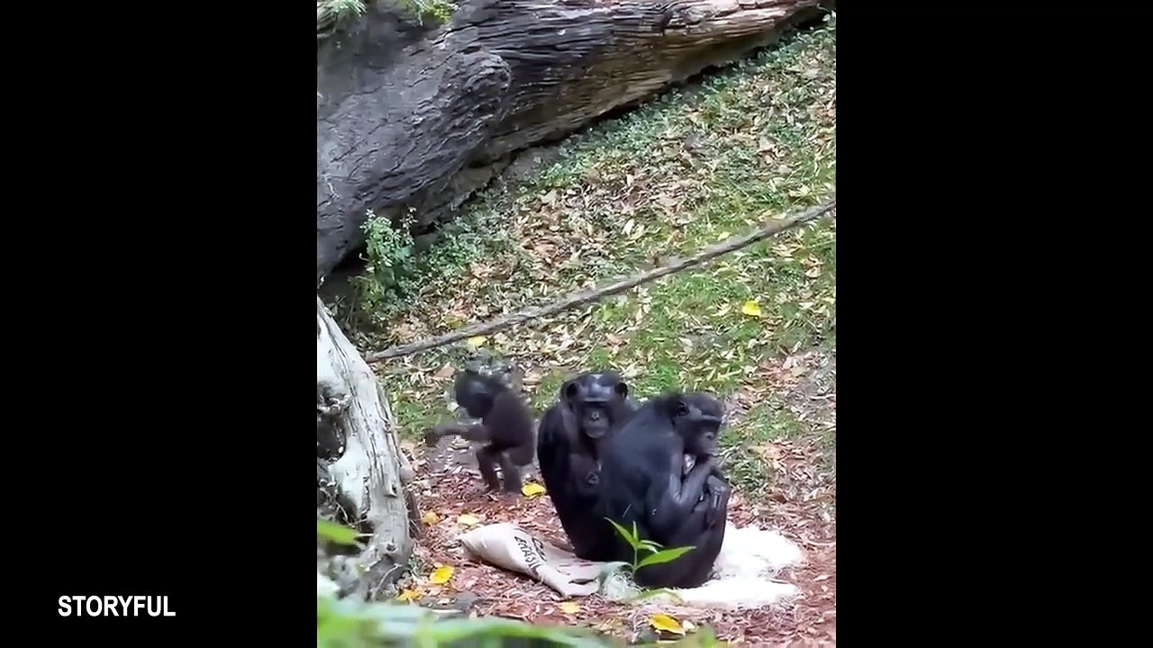 When Animals Forget They’re Supposed to Behave! 🤣 #FunnyPets #Animals #Funny
