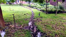 A happy cat sanctuary