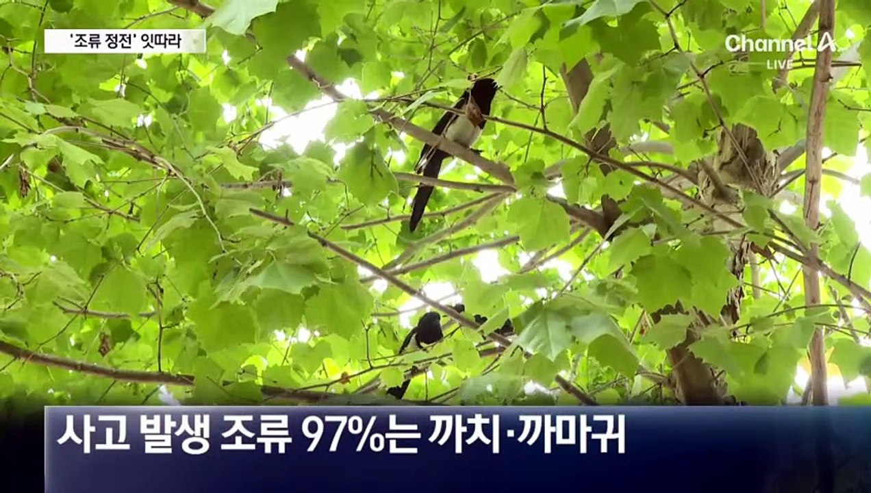 여름철 정전 주범은 까마귀·까치?
