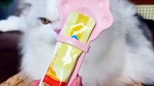 Multifunctional Cat Paw Food Feeder – Squeeze Tool for Meat Paste Treats