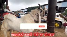 बालाहेड़ी बकरा मंडी में तेज बारिश से बकरे हुए सस्ते 😱 | सबसे बड़ी मंडी | Top Quality Goats 2026