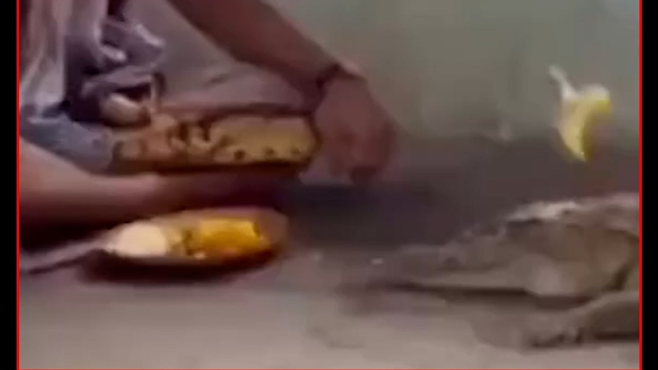 मगरमच्छ को वरुण देव का वाहन मानकर पूजा, तेलंगाना का VIDEO वायरल