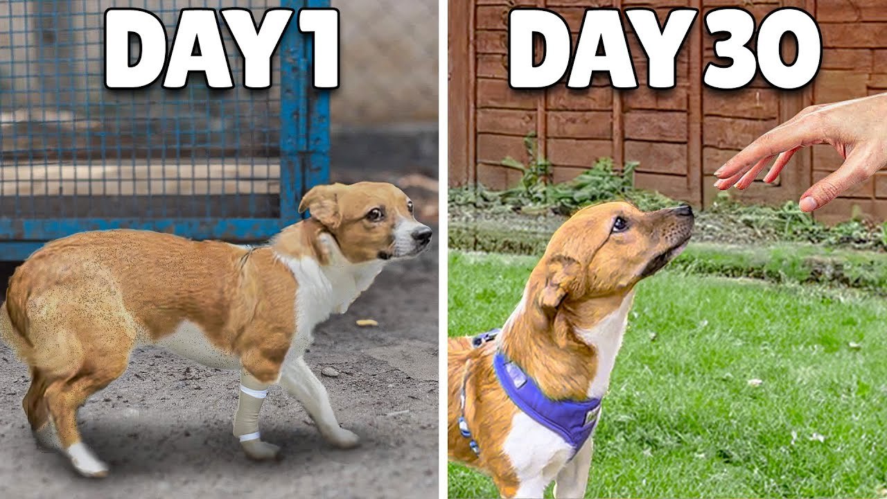 Can we Find this Terrified Rescue Puppy a Forever Home?