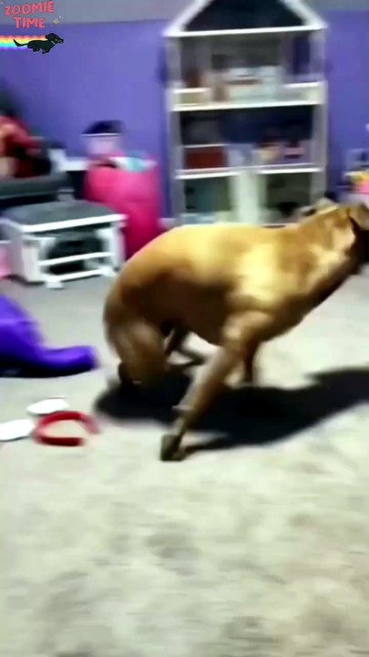 Dogs on zoomies. #dog #foryou #funnydog #funny...