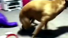 Dogs on zoomies. #dog #foryou #funnydog #funny #fyp