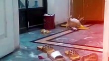 🐱 Little Kittens Having Fun at Home 😻