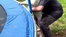 Dogs love to be the center of attention.