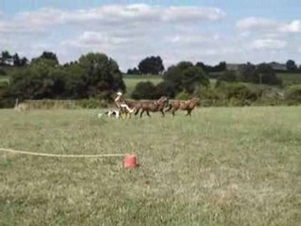 Tandem avec les shetlands