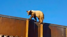 Study finds US-Mexico border wall impacts wildlife.
