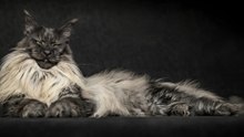 What Makes the Smoke Maine Coon a Genetic Anomaly
