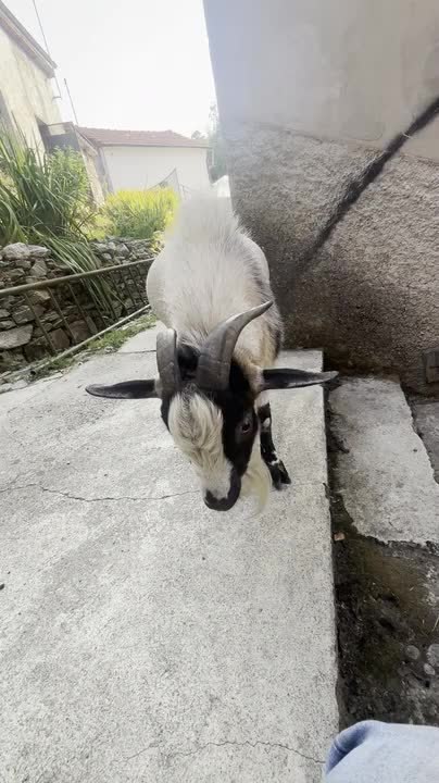 Goat Rams Into Man Multiple Times