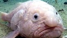 The Fish Built for Crushing Pressure | Blobfish | Deep Wildlife