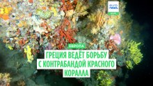 Контрабанда красного коралла: со дна Средиземного моря на рынок украшений