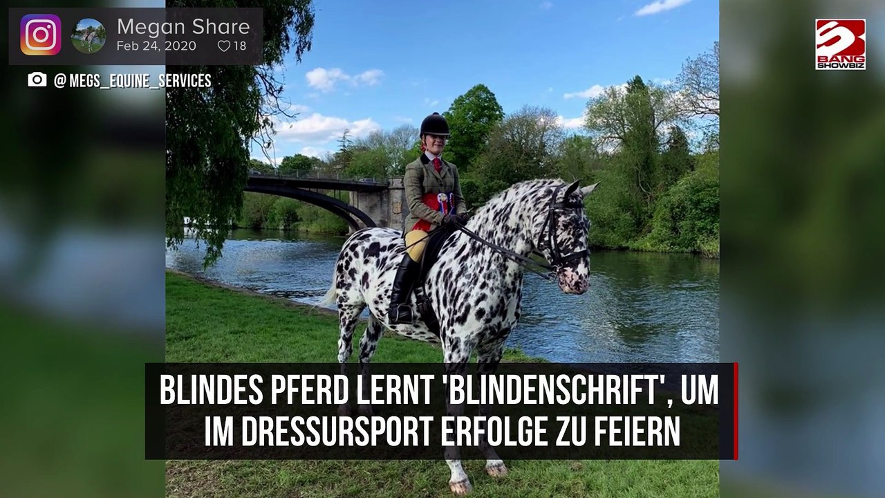 Blindes Pferd lernt 'Blindenschrift', um im Dressursport Erfolge zu feiern