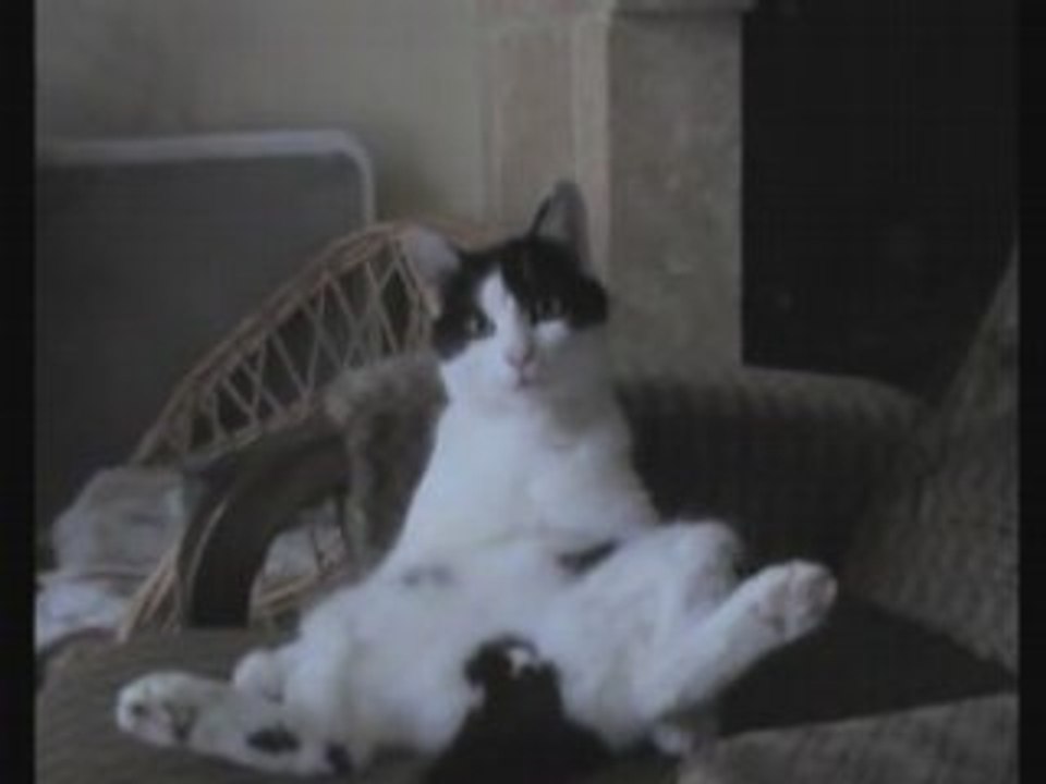 Mon chat est une star