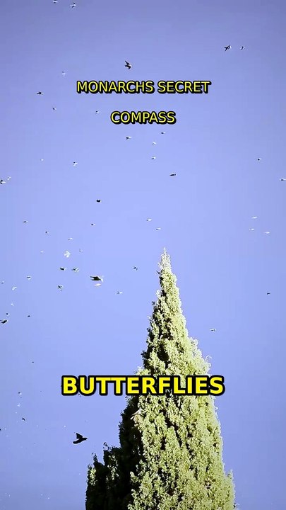 Monarchs' SECRET Compass! 🦋