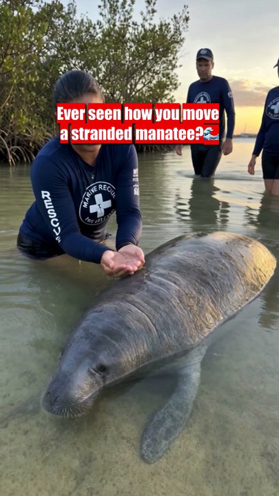 Just three people, a stranded manatee, and a rising tide 🌊
