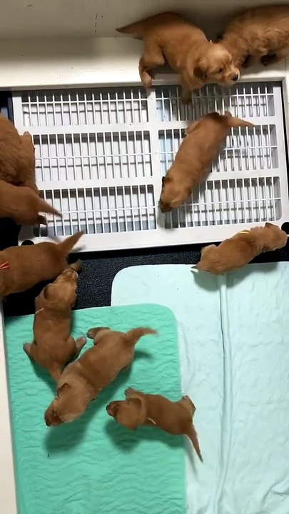 all baby dogs palying at home❤️❤️