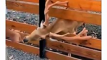 no horse or cow could do this