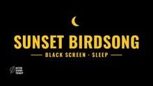 Bird Sounds for Sleep & Relaxation · Oak Forest Edge, Sunset