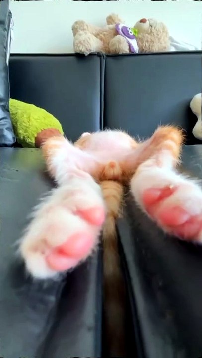 Cats Lovers Amazing  #fry #cat #cats