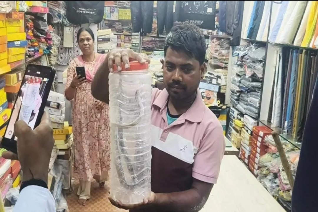 कपड़ा दुकान में घुस गया करैत सांप, दुकानदार-कर्मचारियों में मचा हडक़ंप